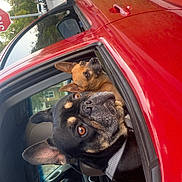 Peanut And Billy is registered to the contest to win money with this photo: alert, animal, canine, car, daylight, dog, grass, leash, outdoor, pet, red_car, reflection, seat, side_mirror, street, suburban, transportation, travel, two_dogs, window