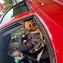 alert, animal, canine, car, daylight, dog, grass, leash, outdoor, pet, red_car, reflection, seat, side_mirror, street, suburban, transportation, travel, two_dogs, window