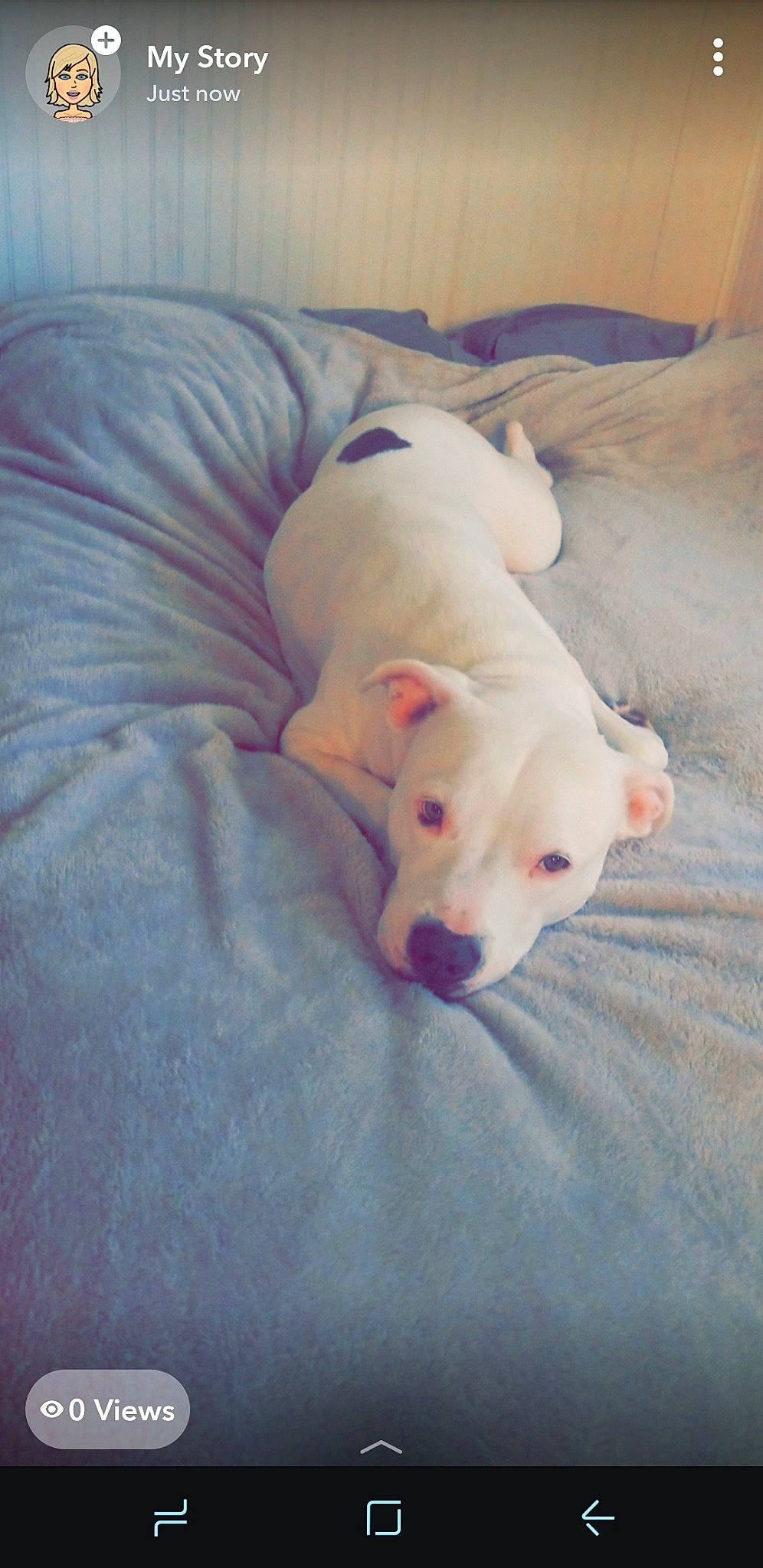 Blue joined the competition — help win amazing prizes! american_bulldog, american_pit_bull_terrier, bull_terrier, canidae, carnivore, dog, dog_breed, dogo_argentino, dogo_guatemalteco, fawn, mammal, non_sporting_group, pit_bull, puppy, snout, vertebrate