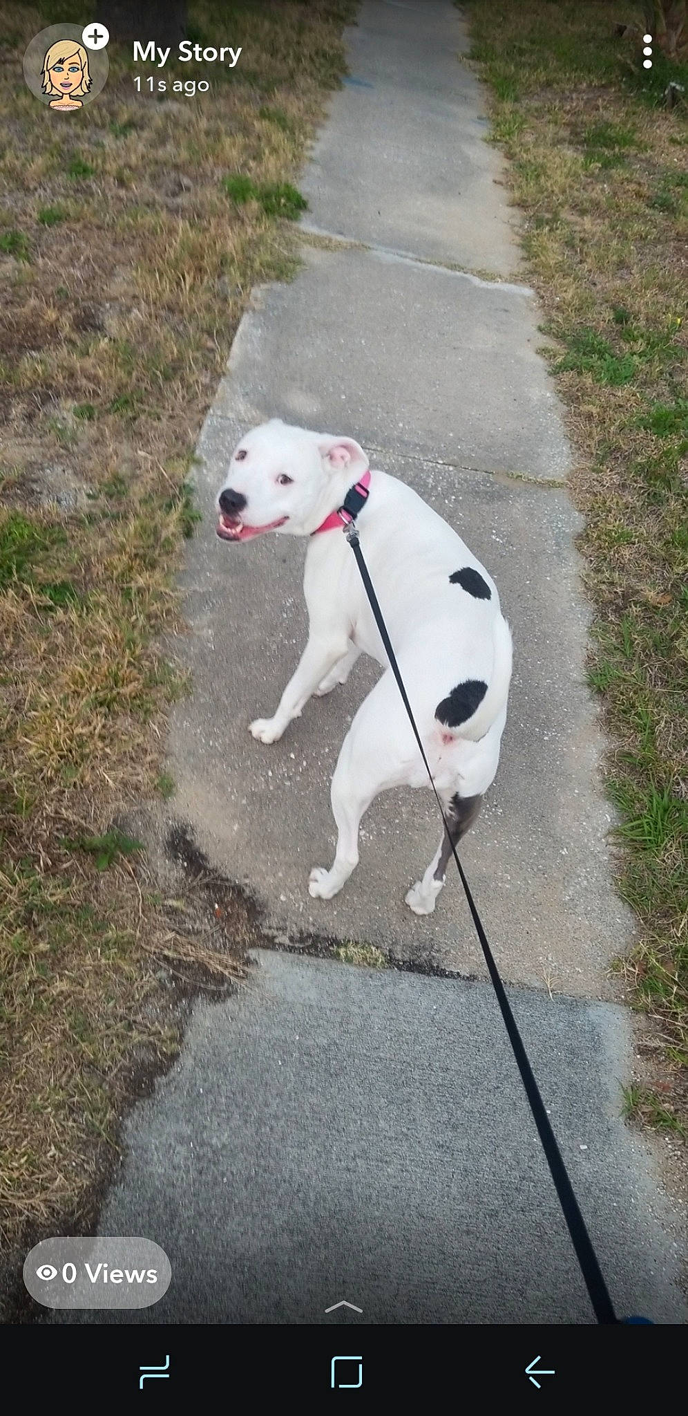 Blue joined the competition — help win amazing prizes! adventure, canidae, carnivore, companion_dog, dalmatian, dog, dog_breed, dog_walking, dogo_argentino, leash, non_sporting_group, sporting_group, tail