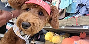 Kanela is registered to the contest to win money with this photo: dog, brown_dog, visor, pet_store, toys, clothing, shelf, bandana, leash, fluffy, cute, pet_accessories, indoor, close_up, hand, stuffed_animals, pink, yellow, orange, retail