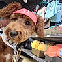 dog, brown_dog, visor, pet_store, toys, clothing, shelf, bandana, leash, fluffy, cute, pet_accessories, indoor, close_up, hand, stuffed_animals, pink, yellow, orange, retail
