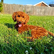 Kanela joined the competition — help win amazing prizes! dog, brown_dog, curly_fur, grass, greenery, sunny, outdoor, pet, canine, tongue_out, happy, backyard, fence, house, summer, nature, animal, playing, resting, daytime