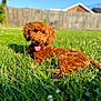 dog, brown_dog, curly_fur, grass, greenery, sunny, outdoor, pet, canine, tongue_out, happy, backyard, fence, house, summer, nature, animal, playing, resting, daytime