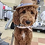 Kanela is registered to the contest to win money with this photo: dog, brown_dog, hat, straw_hat, bandana, indoor, plush_toys, shelf, floor, person, boot, leash, pet, store, animal, cute, canine, fur, collar, shopping