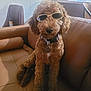 Kanela is registered to the contest to win money with this photo: dog, sunglasses, leather_couch, brown, curly_fur, collar, indoor, furniture, living_room, pet, canine, relaxed, seated, stylish, cute, domestic_animal, household, companion, cozy, casual