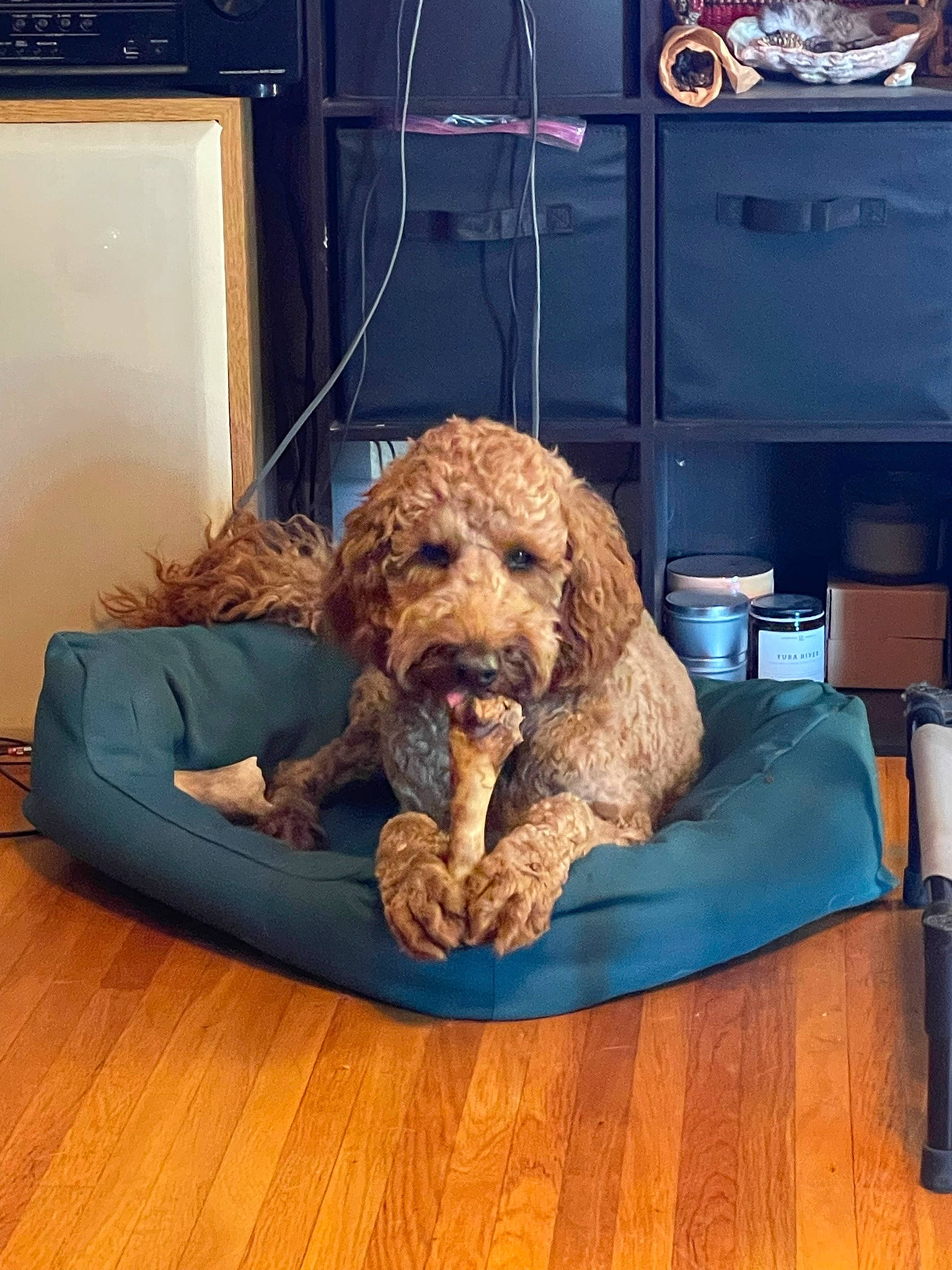 Augie is registered to the contest to win money with this photo: carnivore, chair, comfort, companion_dog, couch, dog, dog_breed, flooring, furniture, hardwood, liver, pet_supply, rectangle, room, shelf, snout, sporting_group, toy, water_dog, wood