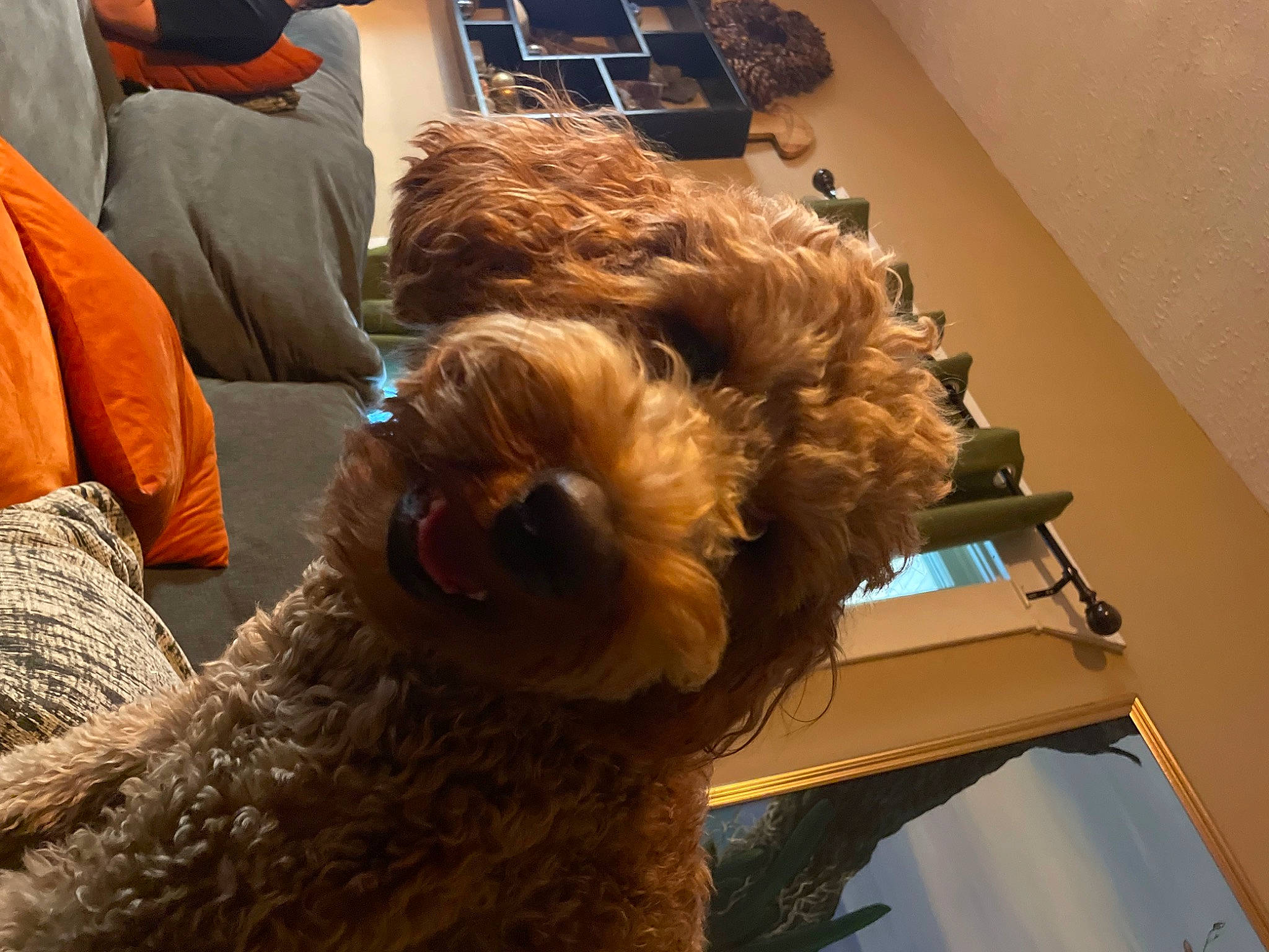 Augie joined the competition — help win amazing prizes! bag, canidae, carnivore, chair, comfort, companion_dog, dog, dog_breed, fun, fur, labradoodle, luggage_and_bags, poodle, poodle_crossbreed, room, small_terrier, sporting_group, terrier, toy, toy_dog