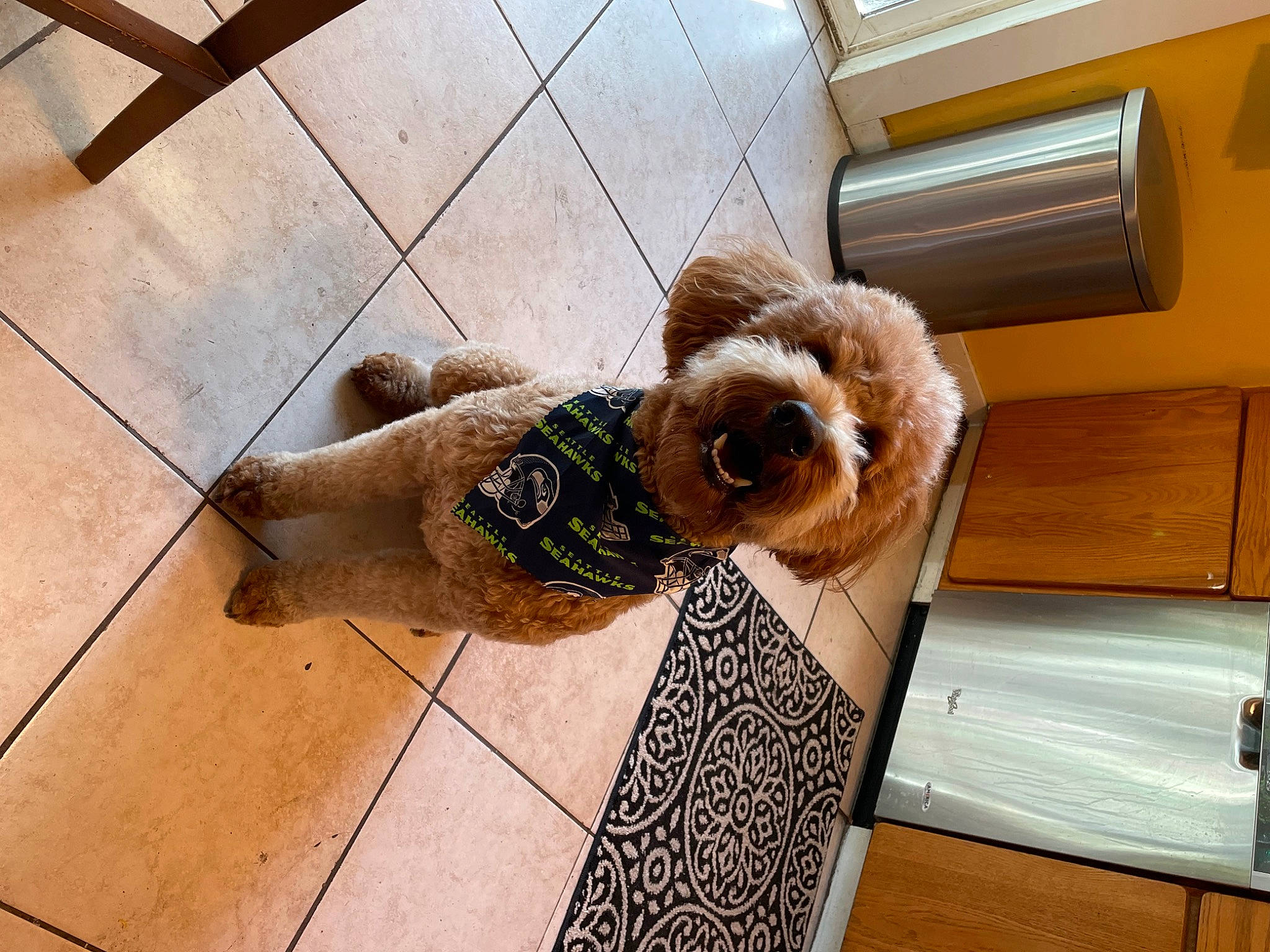 Augie joined the competition — help win amazing prizes! canidae, carnivore, companion_dog, dog_breed, eyewear, fawn, floor, flooring, fur, hardwood, mammal, selfie, snout, sporting_group, stuffed_toy, sunglasses, thigh, toy, toy_dog, wood