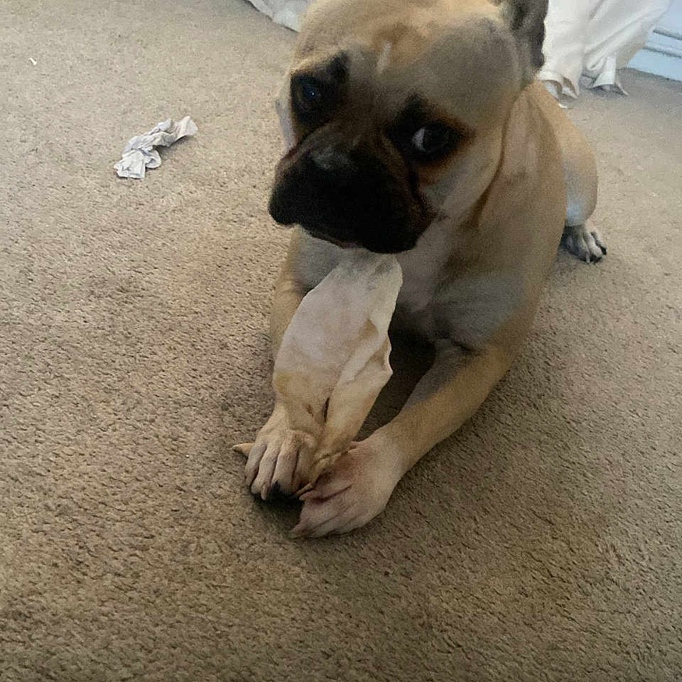 Luna is registered to the contest to win money with this photo: animal, bone, canine, carpet, companion, curious, cute, dog, domestic, ears, floor, home, indoor, lying_down, mammal, paw, pet, pet_toy, toy, white_curtain