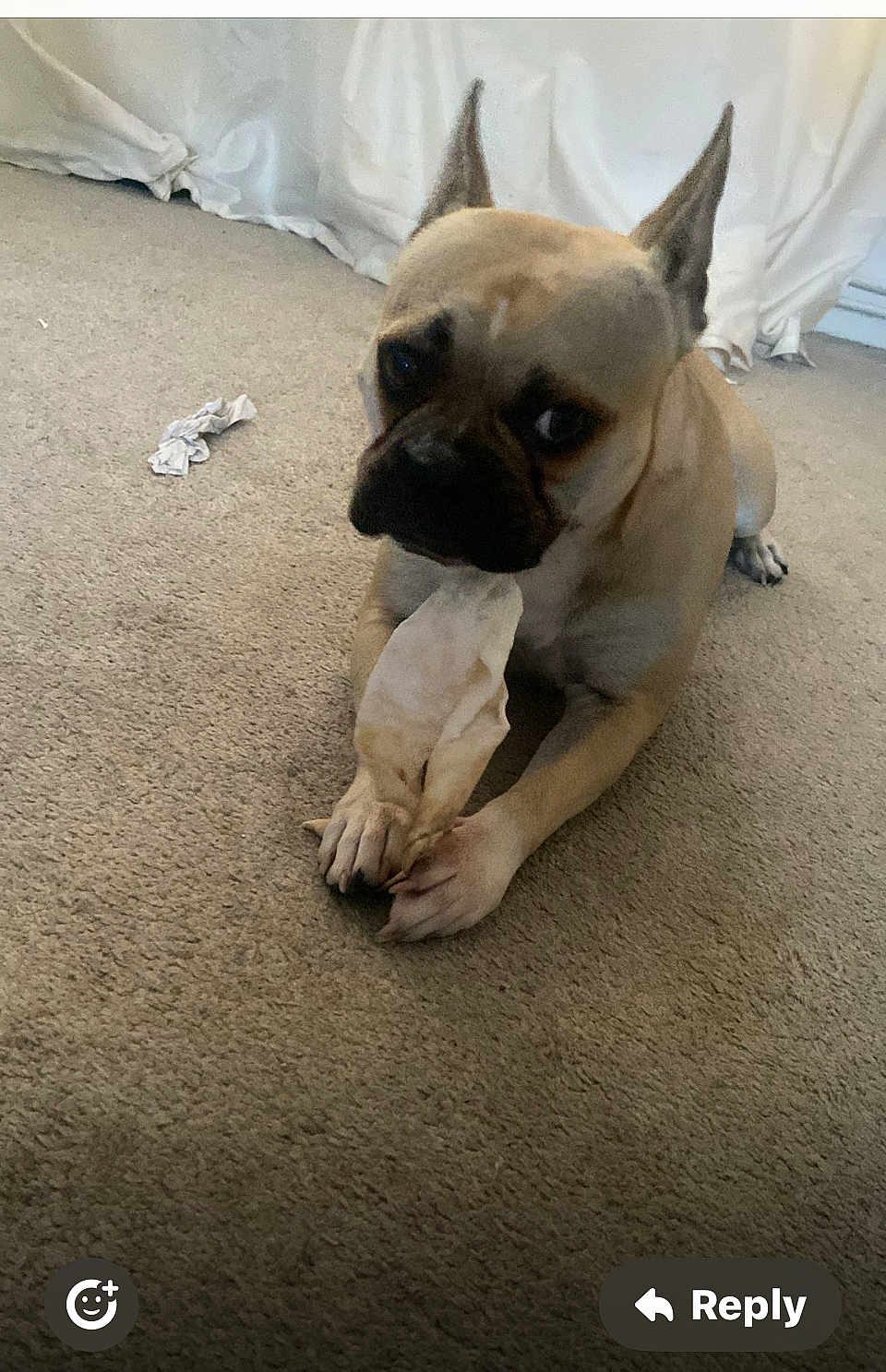 Luna is registered to the contest to win money with this photo: dog, bone, carpet, indoor, pet, curious, ears, animal, canine, floor, white_curtain, paw, lying_down, toy, domestic, mammal, cute, companion, pet_toy, home