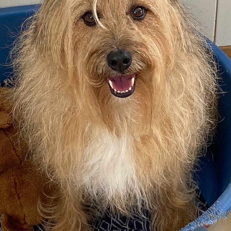 Naelle participe au concours pour gagner de l'argent avec cette photo : canidae, carnivore, companion_dog, dog, dog_breed, flooring, fur, liver, photo_caption, small_terrier, smile, snout, sporting_group, terrier, toy_dog, working_animal, yorkipoo