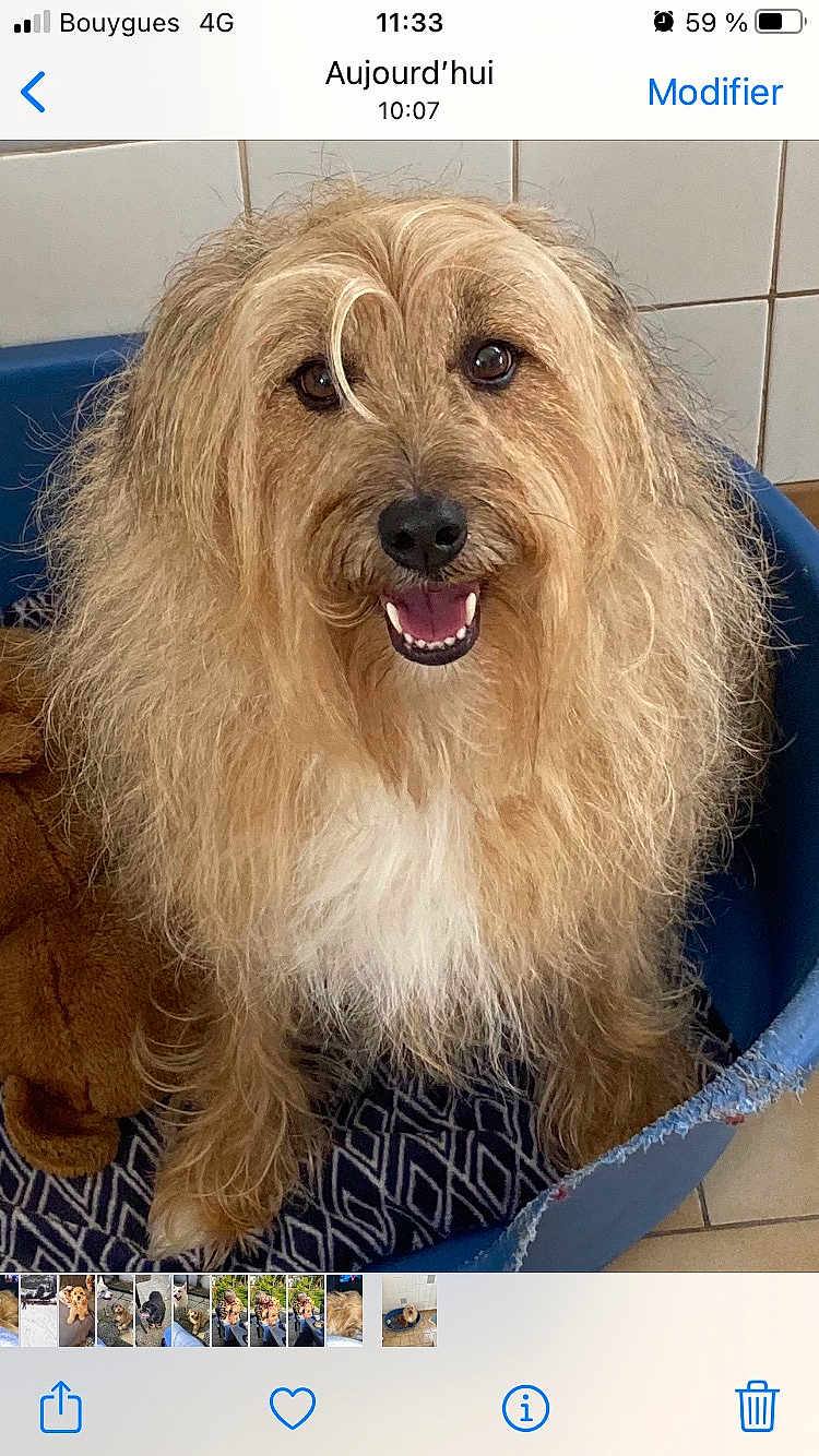 Naelle participe au concours pour gagner de l'argent avec cette photo : canidae, carnivore, companion_dog, dog, dog_breed, flooring, fur, liver, photo_caption, small_terrier, smile, snout, sporting_group, terrier, toy_dog, working_animal, yorkipoo