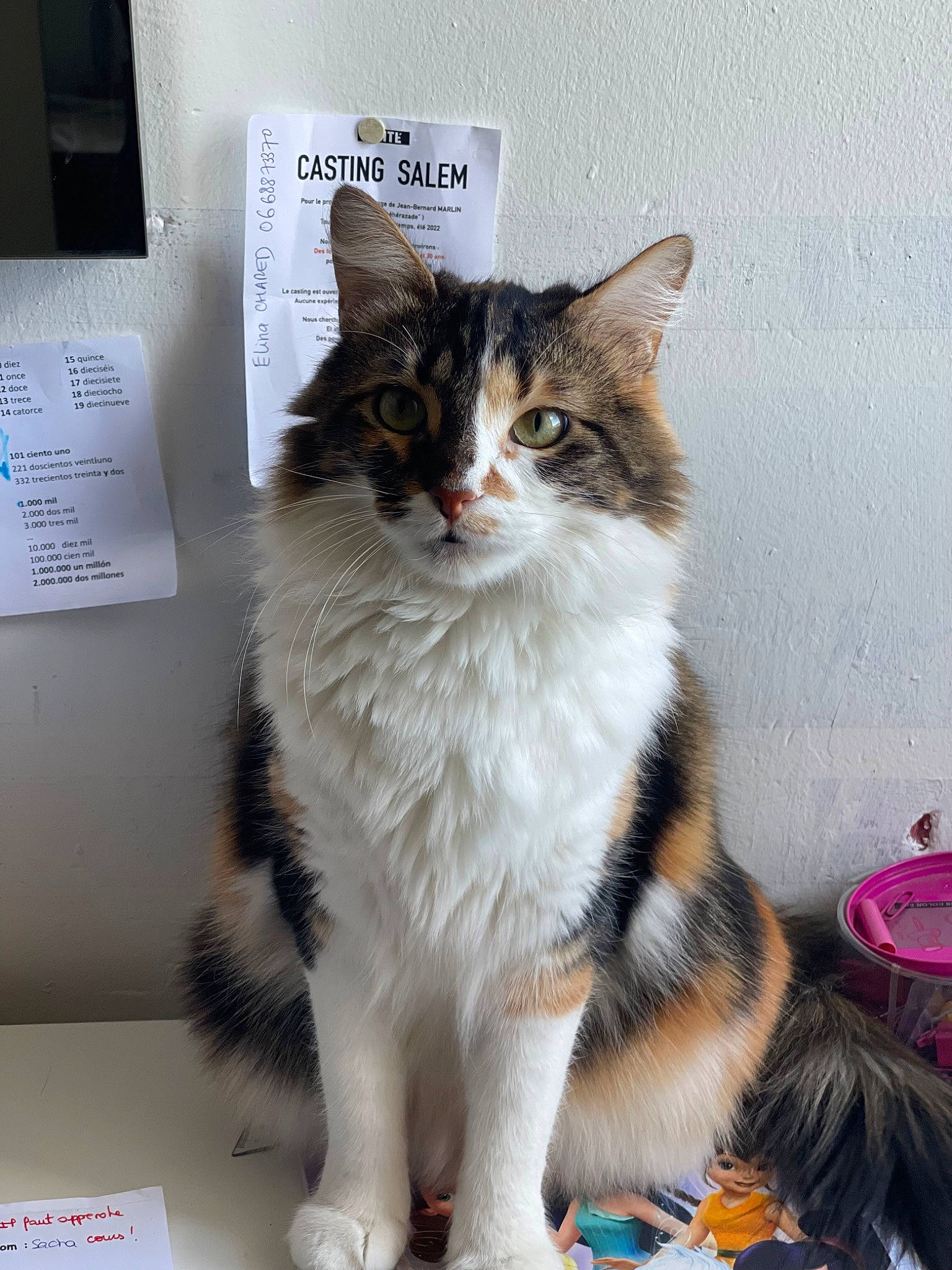 Bonnie a rejoint le concours — aidez-le/la à gagner de superbes lots ! carnivore, cat, claw, domestic_short_haired_cat, door, felidae, fur, paw, small_to_medium_sized_cats, snout, tail, terrestrial_animal, wall_plate, whiskers, window