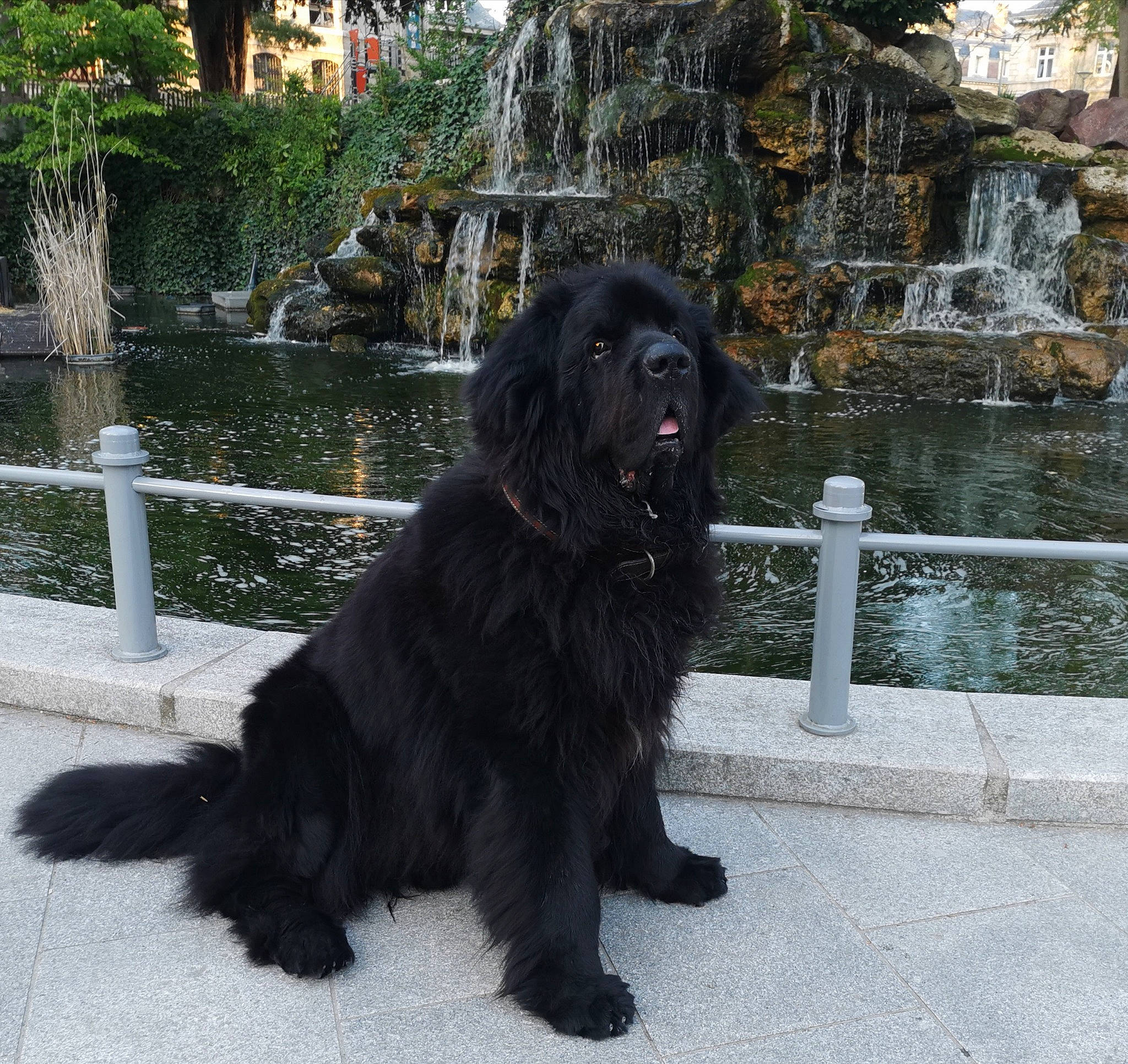 Jedaï participe au concours pour gagner de l'argent avec cette photo : building, canidae, carnivore, companion_dog, dog, dog_breed, dog_collar, fence, fur, gaddi_kutta, gun_dog, palm_tree, plant, snout, sporting_group, tail, tree, water, window, working_dog