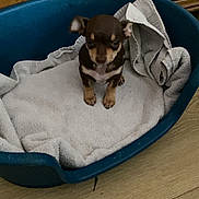 Noisette participe au concours pour gagner de l'argent avec cette photo : puppy, dog, pet_bed, towel, wooden_cabinet, floor, indoor, small_dog, brown_dog, cute, animal, domestic_animal, young_dog, canine, looking_up, cozy, home, household_item, flooring, resting