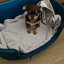puppy, dog, pet_bed, towel, wooden_cabinet, floor, indoor, small_dog, brown_dog, cute, animal, domestic_animal, young_dog, canine, looking_up, cozy, home, household_item, flooring, resting