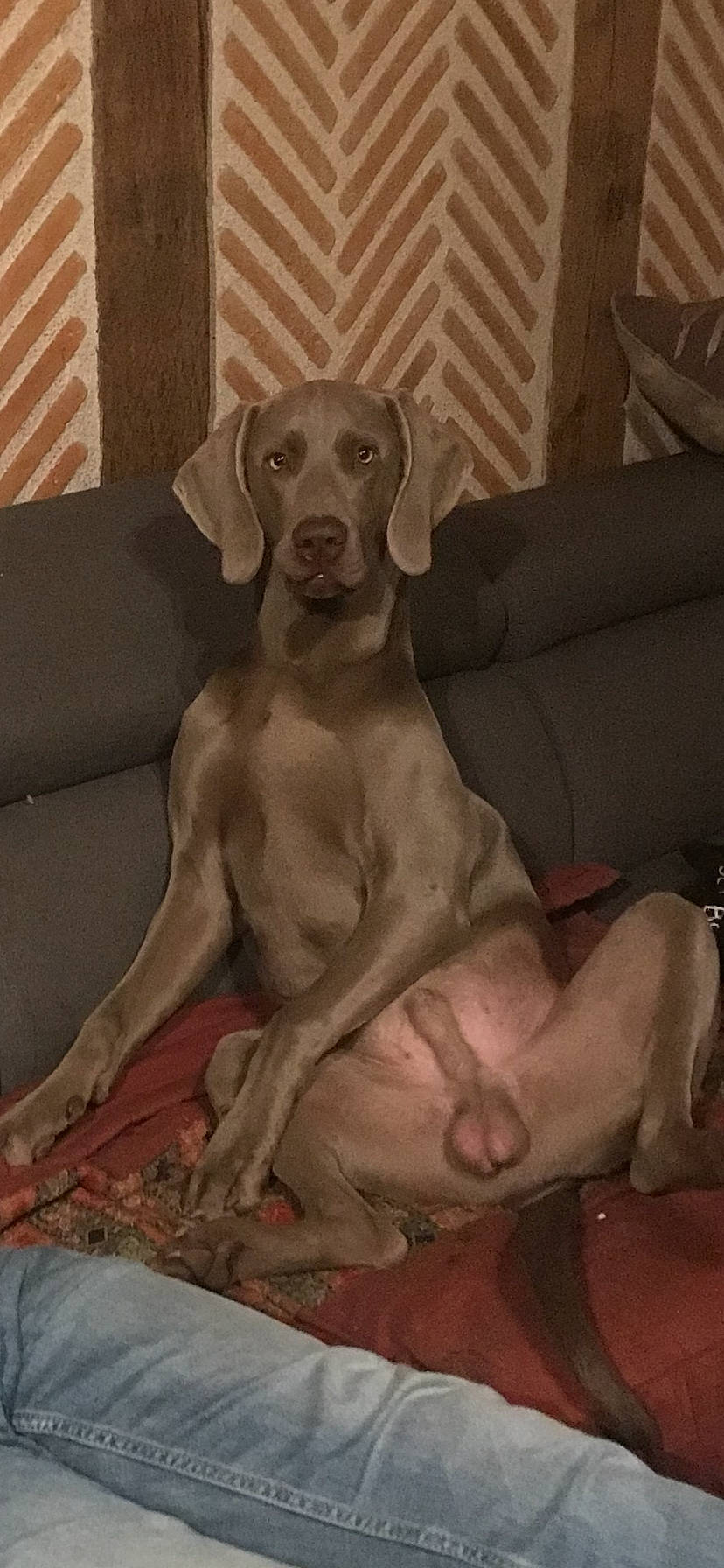 Pongo a rejoint le concours — aidez-le/la à gagner de superbes lots ! canidae, carnivore, dog, dog_breed, fawn, gun_dog, hunting_dog, liver, mammal, pointer, pointing_breed, sporting_group, vertebrate, vizsla, weimaraner