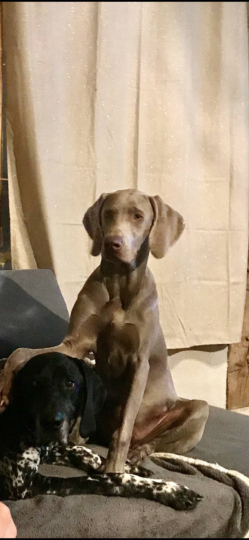 Pongo a rejoint le concours — aidez-le/la à gagner de superbes lots ! blue_lacy, canidae, carnivore, dog, dog_breed, fawn, german_shorthaired_pointer, hunting_dog, liver, mammal, pointer, pointing_breed, snout, sporting_group, vertebrate, vizsla, weimaraner