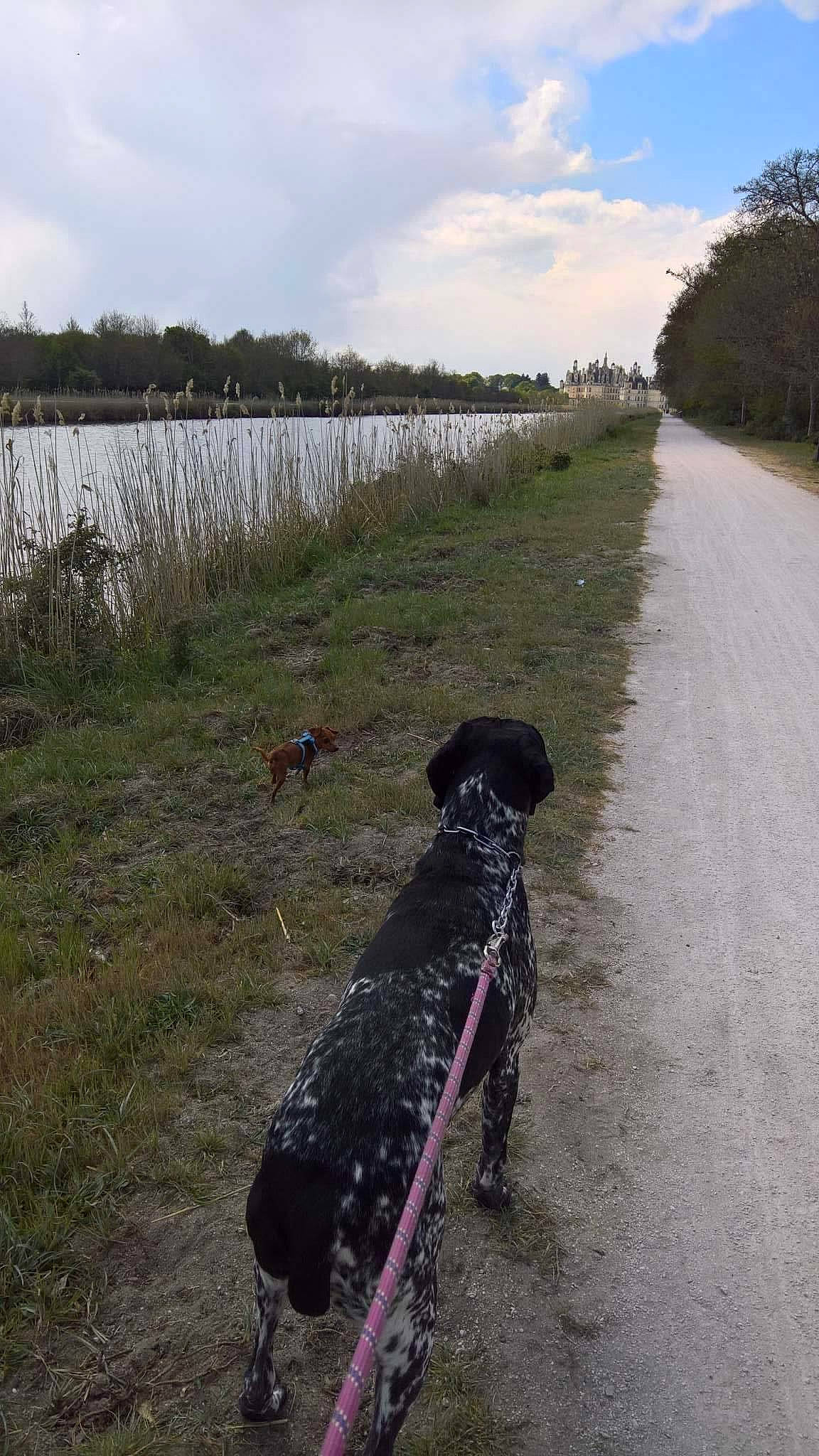 Flash a rejoint le concours — aidez-le/la à gagner de superbes lots ! bank, canidae, carnivore, dog, dog_breed, dog_walking, german_shorthaired_pointer, gun_dog, hunting_dog, large_munsterlander, pointing_breed, retriever, spaniel, sporting_group, water, waterway