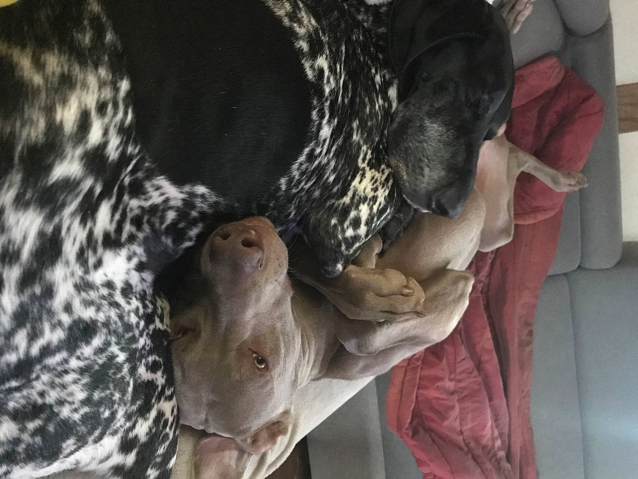 Flash participe au concours pour gagner de l'argent avec cette photo : canidae, carnivore, dog, dog_breed, german_shorthaired_pointer, great_dane, non_sporting_group, pointer, sporting_group, weimaraner