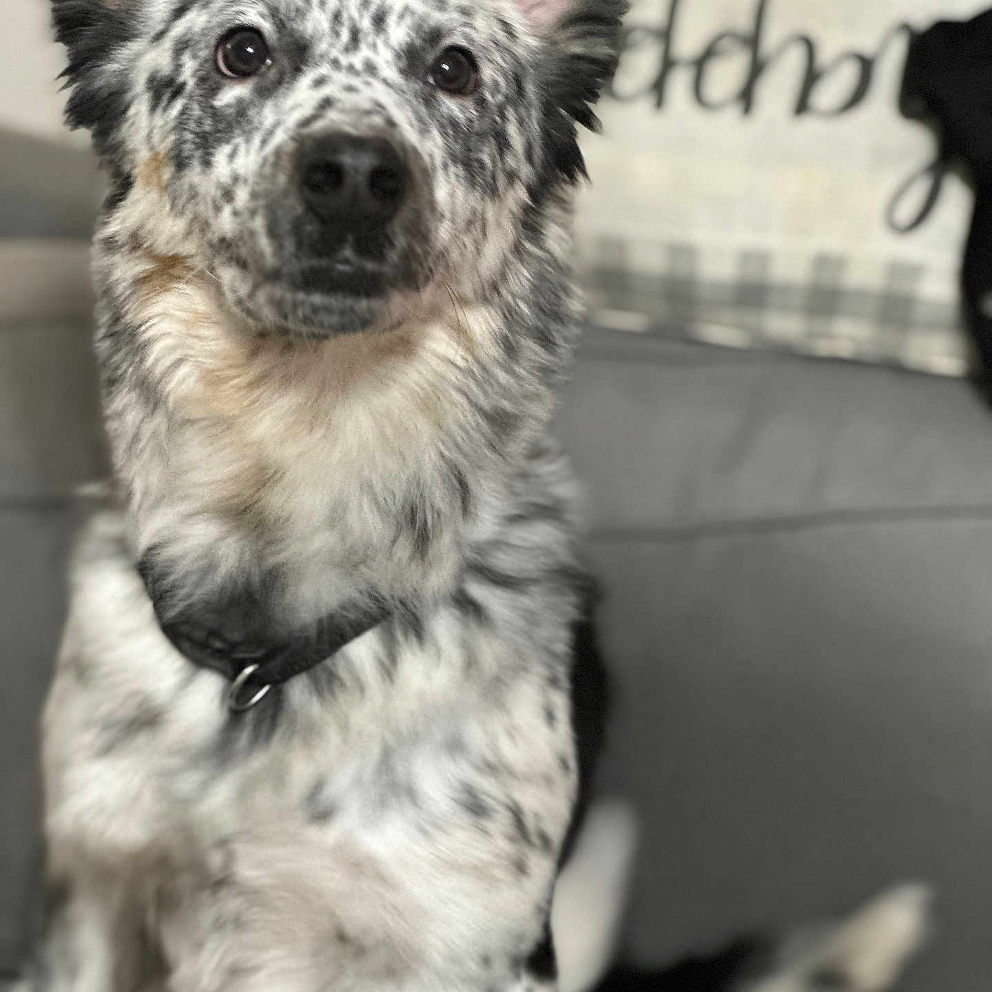 Nash joined the competition — help win amazing prizes! accessories, animal, bodypart, canine, chihuahua, cockerspaniel, collie, couch, dalmatian, dog, eskimodog, furniture, hound, husky, papillon, pet, poodle, puppy, strap, terrier