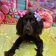 Tilly is registered to the contest to win money with this photo: dog, bow, brown_dog, cute, pet, lying_down, yellow_blanket, candy_background, lollipops, donut_pillow, colorful, indoor, decor, playful, soft_texture, animal, closeup, portrait, adorable, fluffy