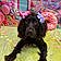 Tilly