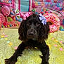 dog, bow, brown_dog, cute, pet, lying_down, yellow_blanket, candy_background, lollipops, donut_pillow, colorful, indoor, decor, playful, soft_texture, animal, closeup, portrait, adorable, fluffy
