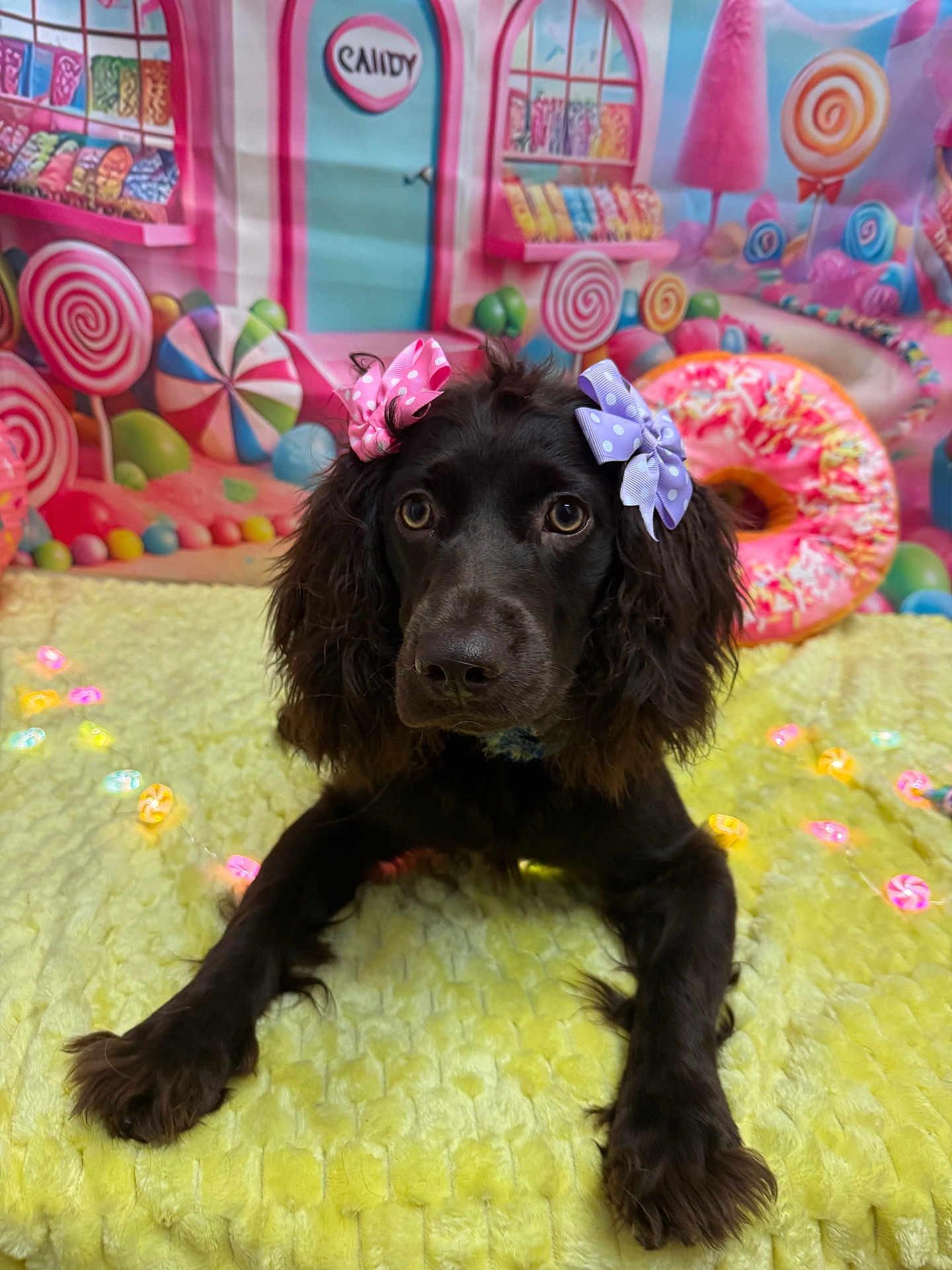 Tilly is registered to the contest to win money with this photo: dog, bow, brown_dog, cute, pet, lying_down, yellow_blanket, candy_background, lollipops, donut_pillow, colorful, indoor, decor, playful, soft_texture, animal, closeup, portrait, adorable, fluffy