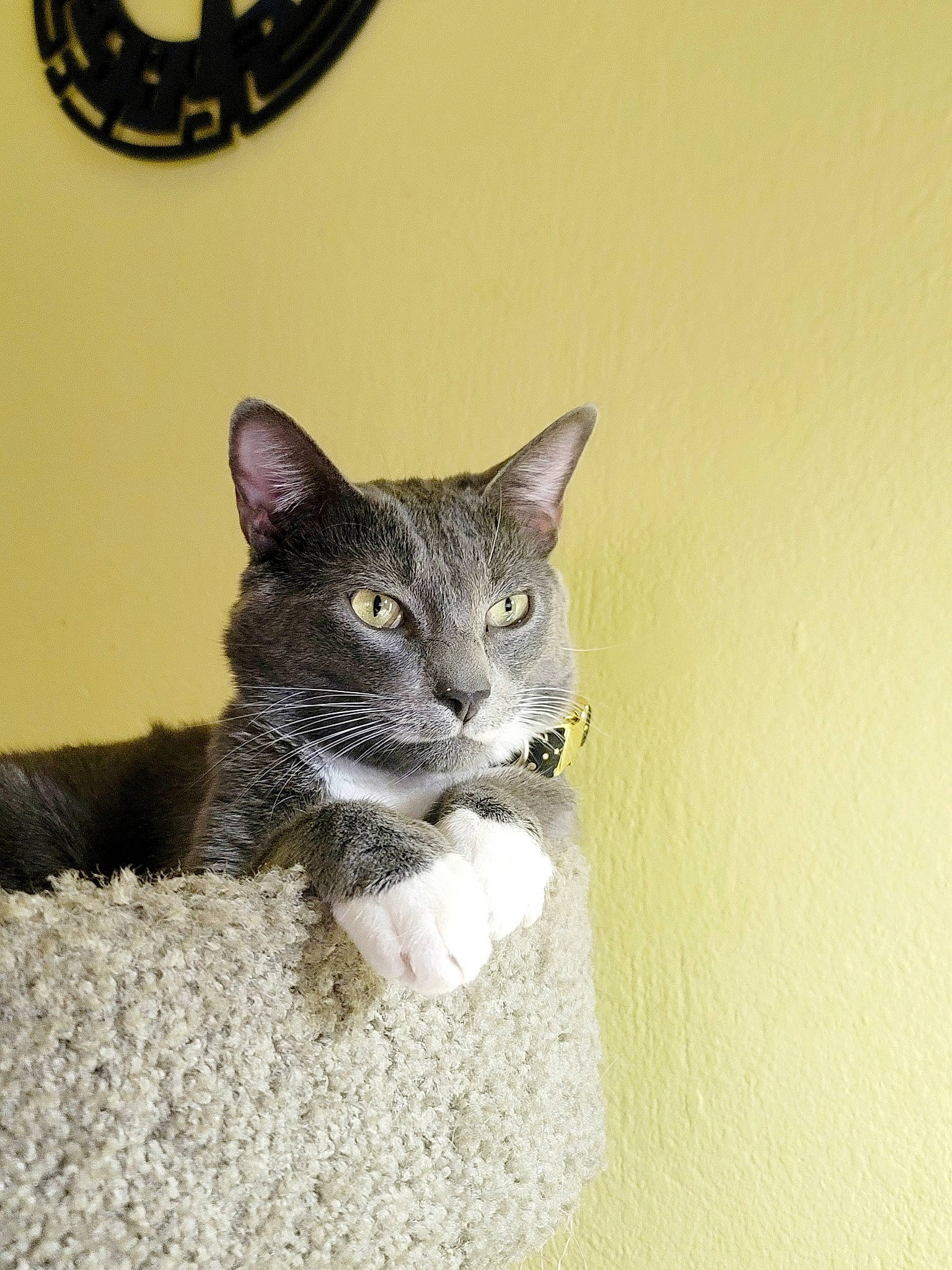 Scar joined the competition — help win amazing prizes! carnivore, cat, cat_supply, circle, domestic_short_haired_cat, felidae, fur, grey, paw, sitting, small_to_medium_sized_cats, tail, terrestrial_animal, whiskers