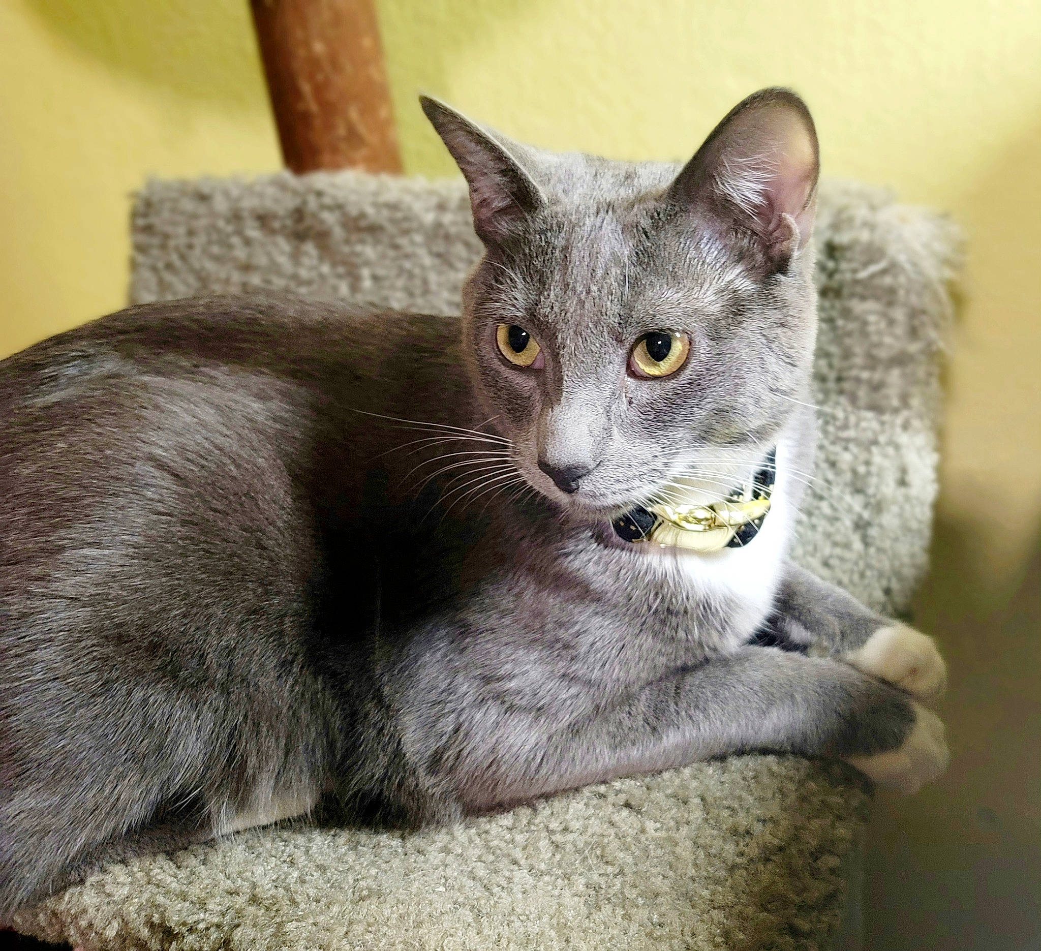 Scar is registered to the contest to win money with this photo: carnivore, cat, cat_supply, domestic_short_haired_cat, felidae, fur, grey, russian_blue, small_to_medium_sized_cats, snout, whiskers, window