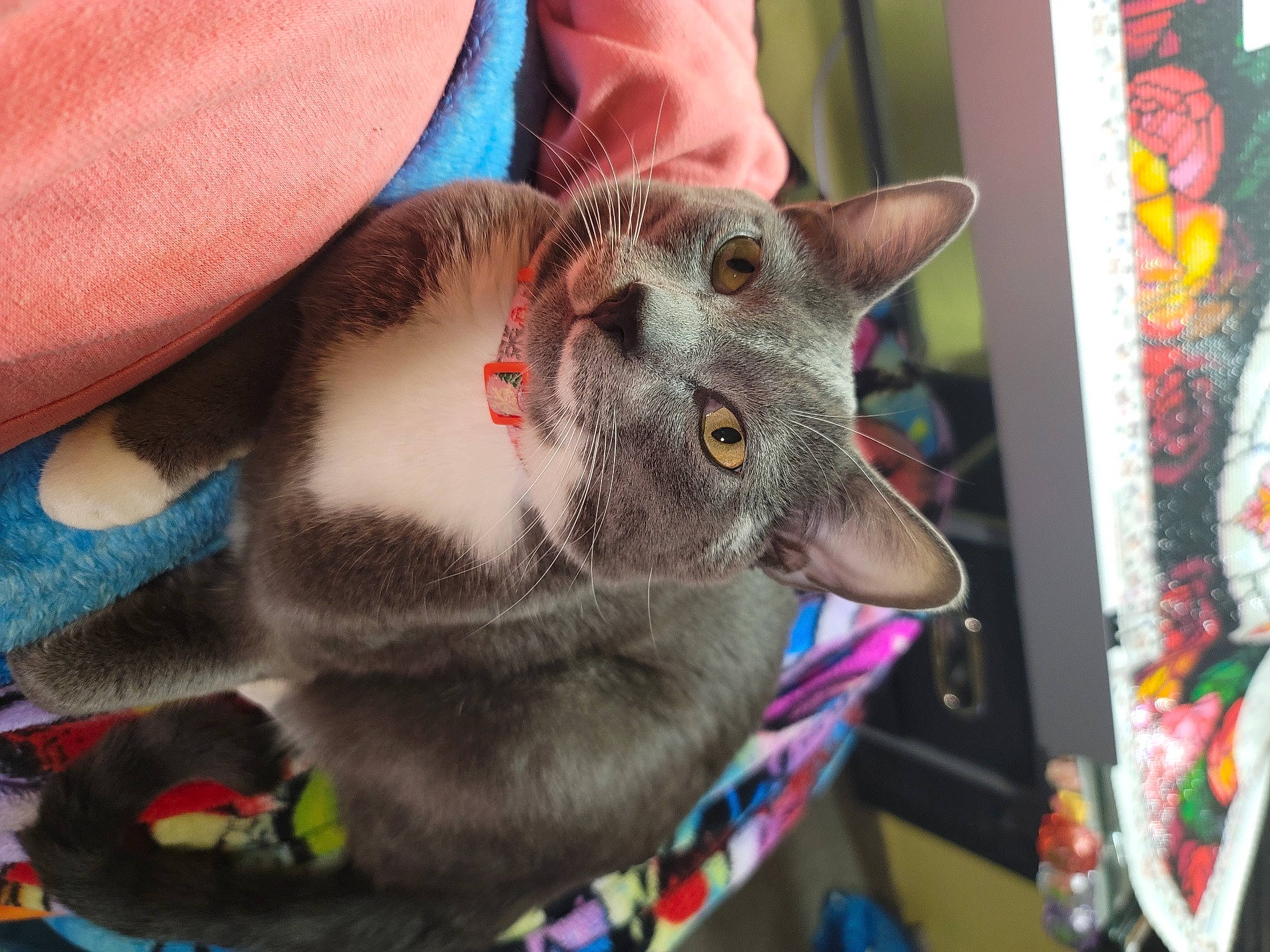 Scar is registered to the contest to win money with this photo: carnivore, cat, child, claw, collar, domestic_short_haired_cat, ear, electric_blue, fawn, felidae, fur, paw, photography, small_to_medium_sized_cats, snout, tail, visual_arts, whiskers