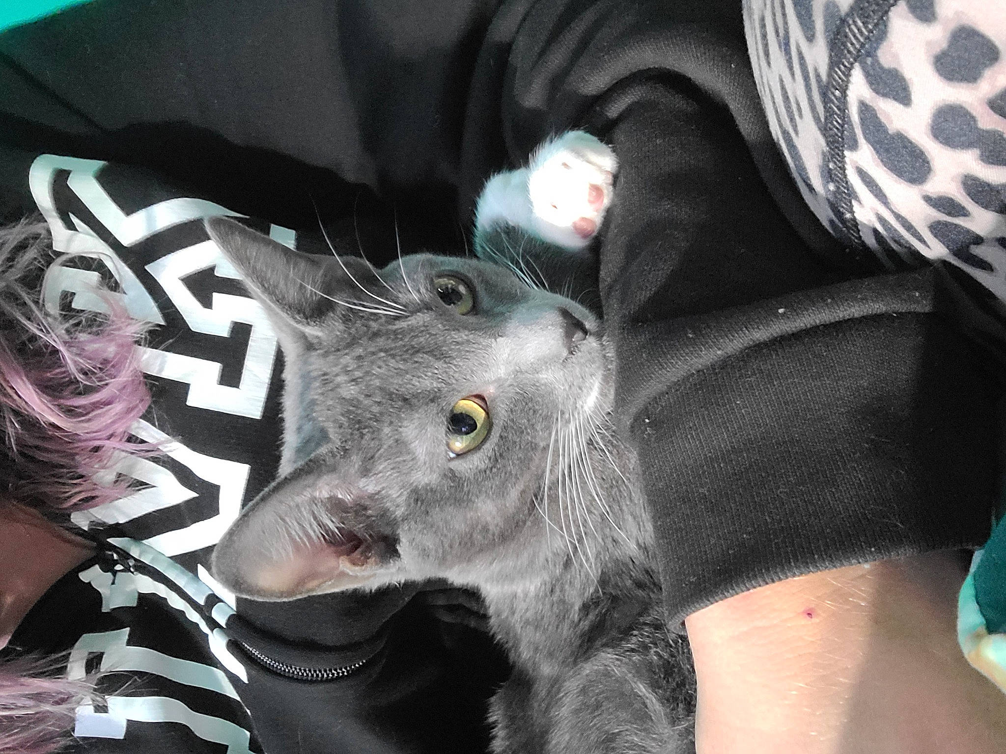 Scar joined the competition — help win amazing prizes! canidae, event, eyelash, fang, felidae, fictional_character, fur, grey, mythical_creature, snout, terrestrial_animal, whiskers, working_animal