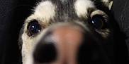 Chase joined the competition — help win amazing prizes! dog, close_up, nose, curious, animal, pet, black_and_white, fur, face, ears, snout, whiskers, dark_background, indoor, portrait, muzzle, canine, looking, wide_eyes, blurry_foreground