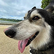 Chase is registered to the contest to win money with this photo: dog, husky, tongue_out, close_up, outdoor, lake, cloudy_sky, trees, nature, pet, canine, fur, happy, animal, walking, collar, leash, snout, portrait, daytime