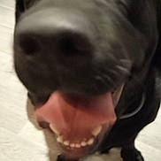 Tayla participe au concours pour gagner de l'argent avec cette photo : dog, black_dog, tongue, close_up, happy, pet, canine, floor, playful, animal, mouth, teeth, indoor, fur, nose, paw, excited, friendly, companion, cute