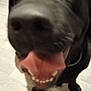 dog, black_dog, tongue, close_up, happy, pet, canine, floor, playful, animal, mouth, teeth, indoor, fur, nose, paw, excited, friendly, companion, cute