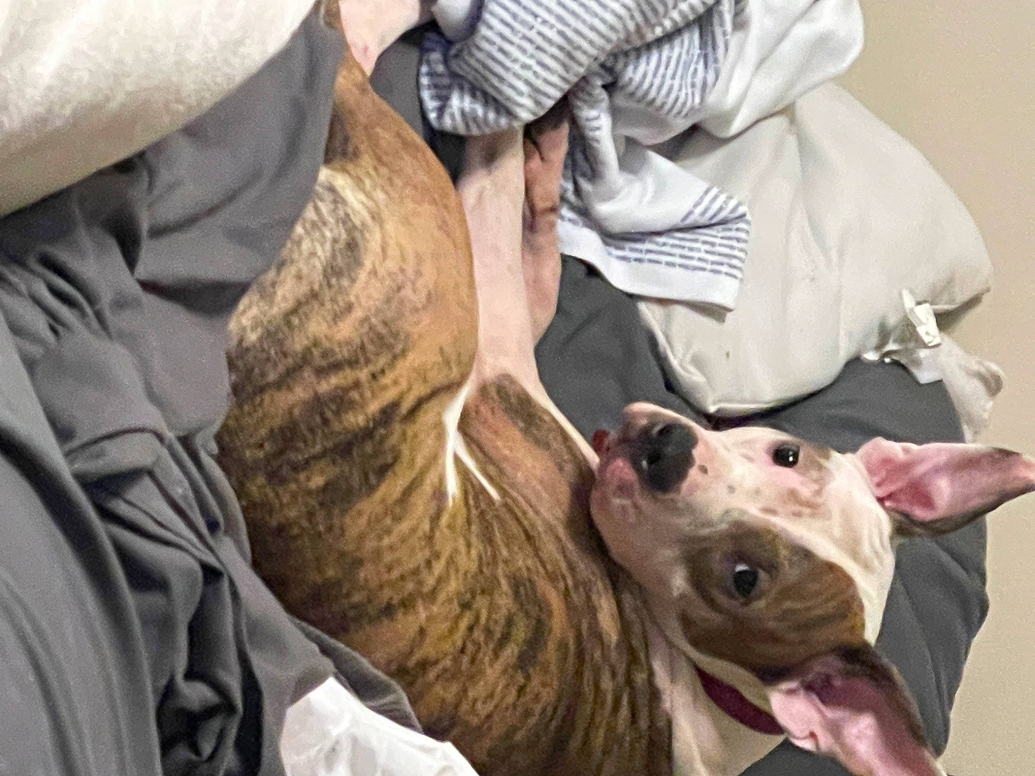 Millie joined the competition — help win amazing prizes! canidae, carnivore, collar, companion_dog, dog, dog_breed, fawn, fur, guard_dog, military_camouflage, non_sporting_group, snout, sporting_group, terrestrial_animal, whiskers, working_dog