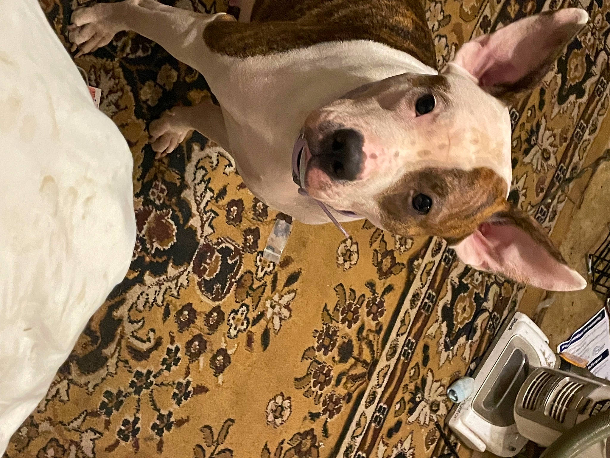 Millie joined the competition — help win amazing prizes! canidae, carnivore, comfort, companion_dog, dog, dog_breed, dog_supply, fawn, linens, non_sporting_group, pattern, snout, sporting_group, terrestrial_animal, whiskers, working_animal