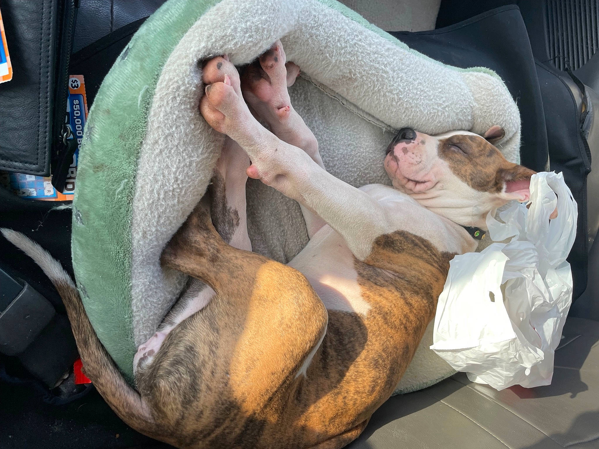 Millie joined the competition — help win amazing prizes! auto_part, baby, baby_products, car_seat, child, comfort, companion_dog, family_car, fawn, fur, human_leg, knee, linens, nap, plant, seat_belt, sitting, sleep, tree, vehicle_door