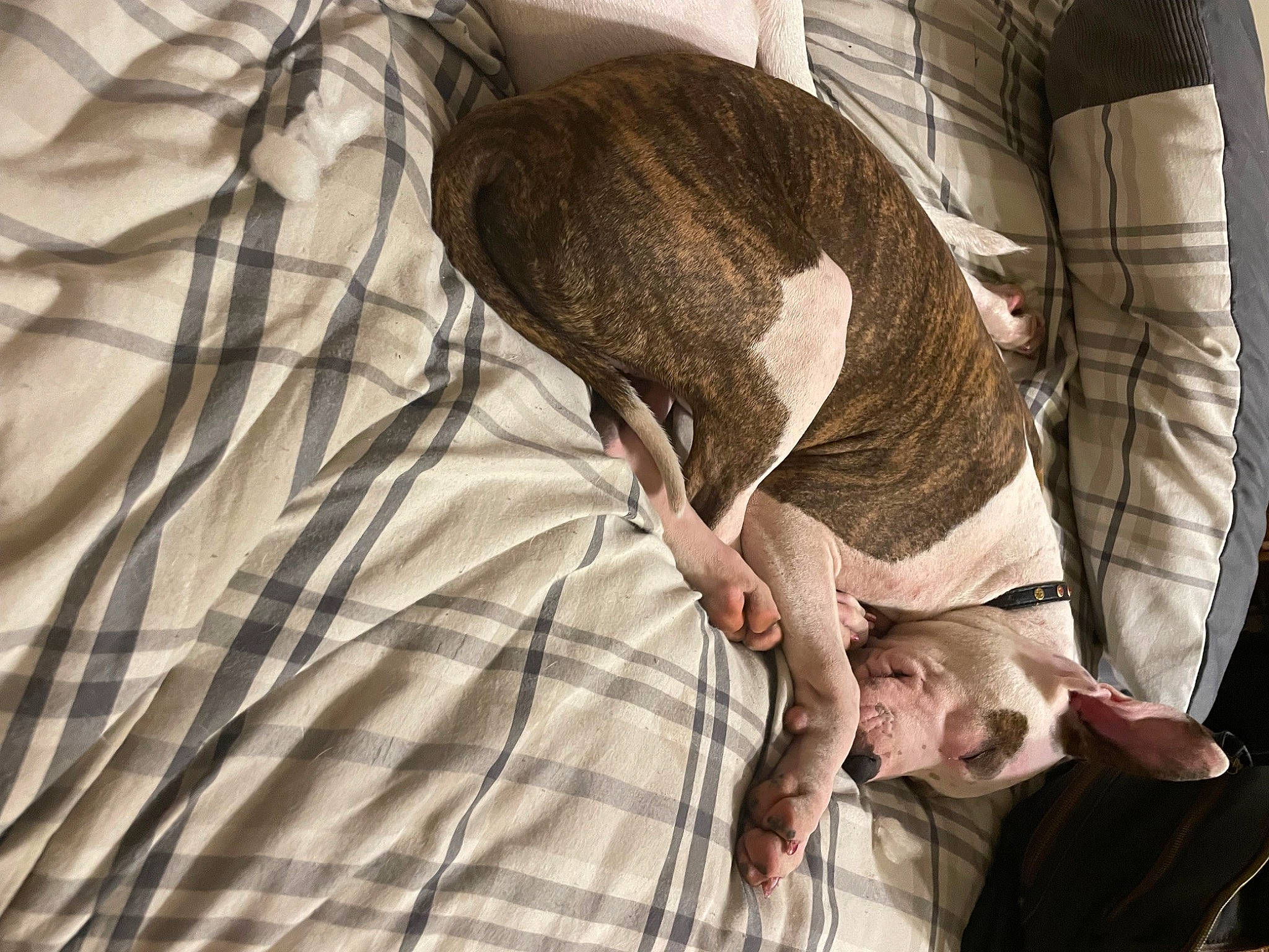 Millie joined the competition — help win amazing prizes! canidae, carnivore, child, comfort, companion_dog, dog, dog_breed, elbow, fawn, fur, guard_dog, linens, pattern, sporting_group, tail, terrestrial_animal, toy_dog, wood, working_animal