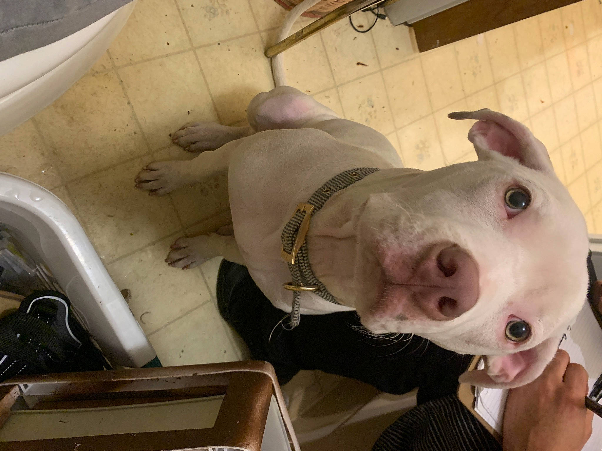 Roo joined the competition — help win amazing prizes! carnivore, dog, dog_breed, fawn, gas, jaw, machine, metal, non_sporting_group, personal_protective_equipment, snout, sporting_group, suidae, terrestrial_animal, whiskers, working_animal