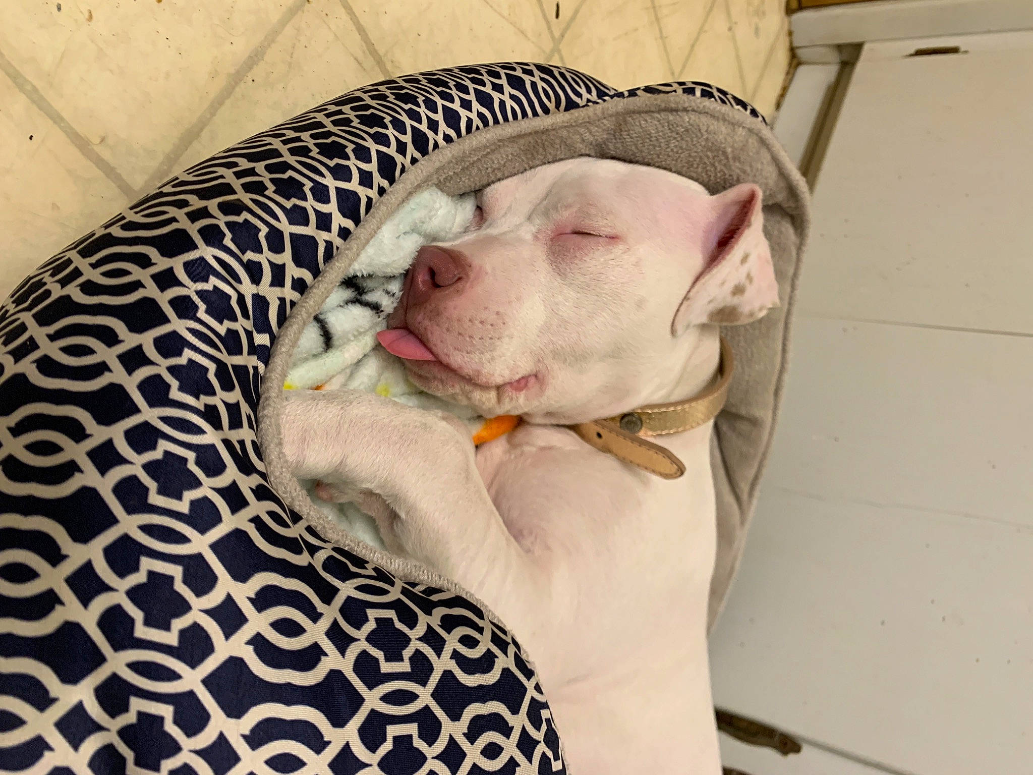 Roo is registered to the contest to win money with this photo: carnivore, comfort, companion_dog, dog, dog_breed, dog_supply, fang, fawn, felidae, linens, mammal, paw, pet_supply, small_to_medium_sized_cats, snout, sporting_group, tail, toy_dog, whiskers, working_animal