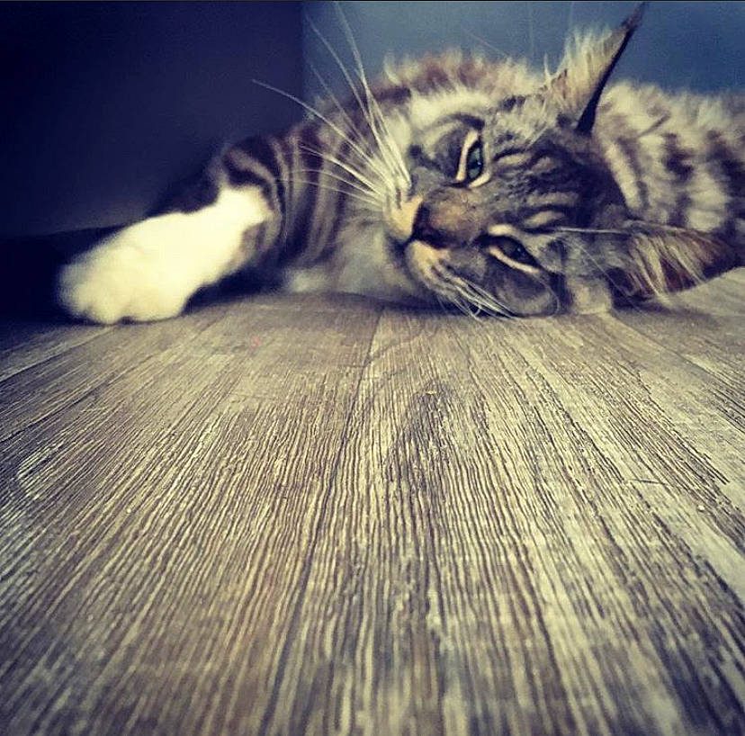 Nicky a rejoint le concours — aidez-le/la à gagner de superbes lots ! carnivore, cat, domestic_short_haired_cat, felidae, fur, hardwood, laminate_flooring, small_to_medium_sized_cats, snout, tabby_cat, terrestrial_animal, whiskers, wood, wood_flooring