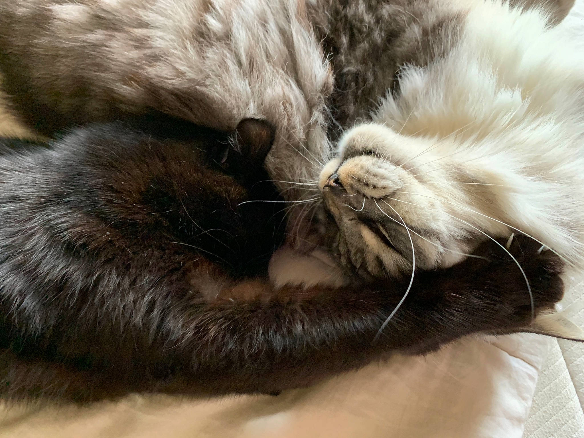 Nicky a rejoint le concours — aidez-le/la à gagner de superbes lots ! carnivore, cat, close_up, comfort, fawn, felidae, fur, nap, natural_material, small_to_medium_sized_cats, snout, textile, vertebrate, whiskers