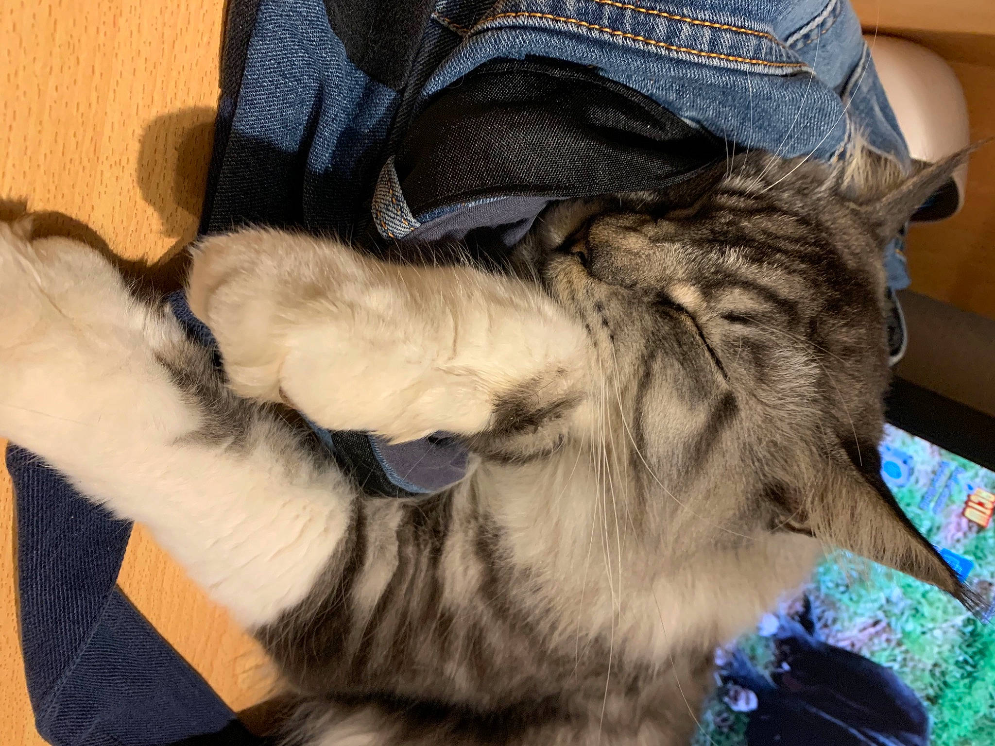 Nicky participe au concours pour gagner de l'argent avec cette photo : bag, carnivore, cat, collar, felidae, fur, home_accessories, pet_supply, pocket, small_to_medium_sized_cats, snout, whiskers