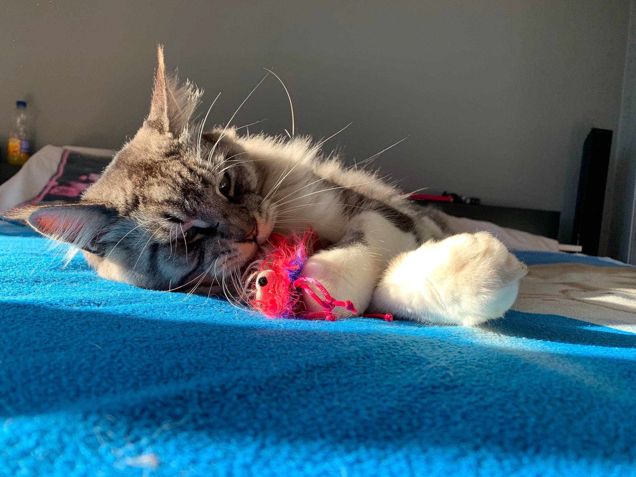 Nicky participe au concours pour gagner de l'argent avec cette photo : carnivore, cat, claw, comfort, domestic_short_haired_cat, felidae, fur, linens, nap, paw, sleep, small_to_medium_sized_cats, snout, vertebrate, whiskers