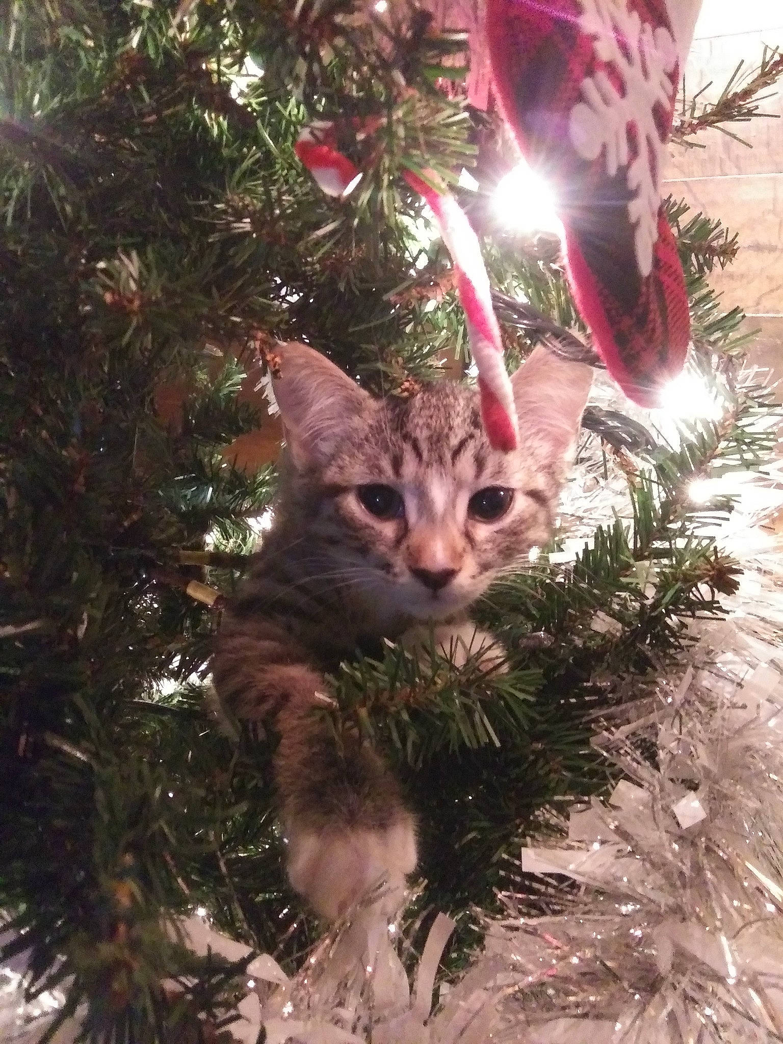 Bennie joined the competition — help win amazing prizes! carnivore, cat, christmas, christmas_decoration, christmas_eve, christmas_ornament, christmas_tree, conifer, evergreen, felidae, fur, holiday, holiday_ornament, organism, pine_family, small_to_medium_sized_cats, snout, tradition, whiskers, winter
