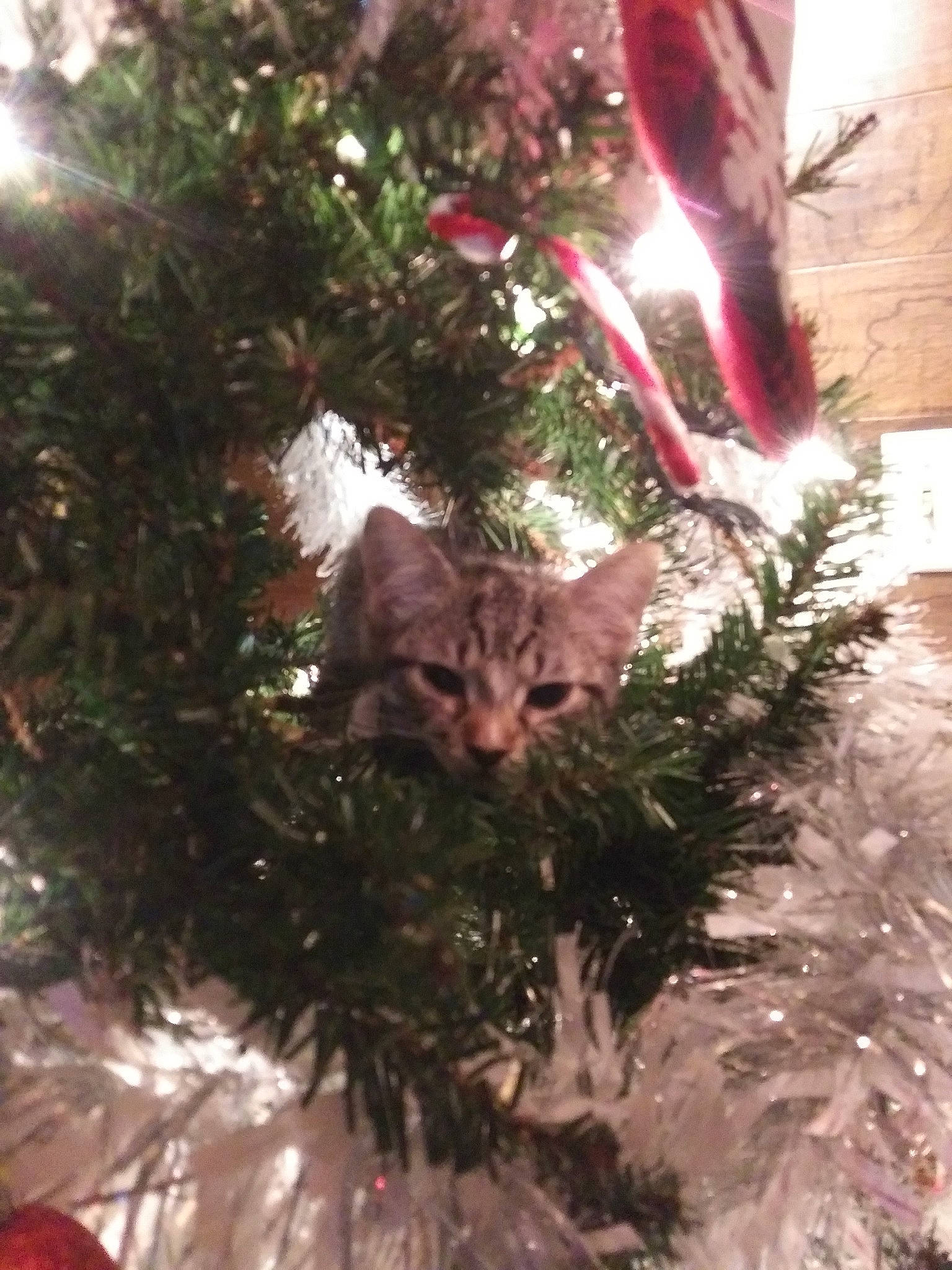 Bennie joined the competition — help win amazing prizes! carnivore, cat, christmas, christmas_decoration, christmas_eve, christmas_lights, christmas_ornament, christmas_tree, conifer, evergreen, felidae, fur, holiday, holiday_ornament, interior_design, pine_family, small_to_medium_sized_cats, snout, whiskers, winter